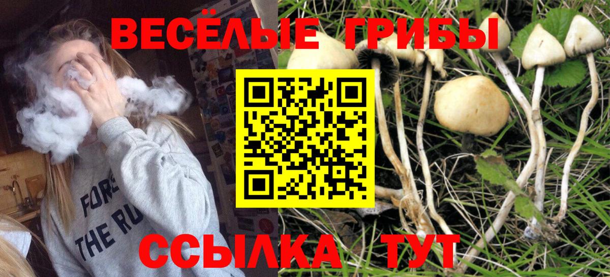 Гай  Галлюциногенные грибы GOLDEN TEACHER  Вход с VPN  Галлюциногенные грибы GOLDEN TEACHER 
